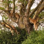 Lake Manyara 