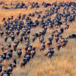 Serengeti national park