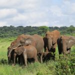 Tarangire national park