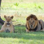 Serengeti national park