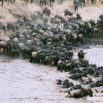 2 days safari to Tarangire & Ngorongoro