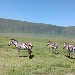 Ngorongoro national park