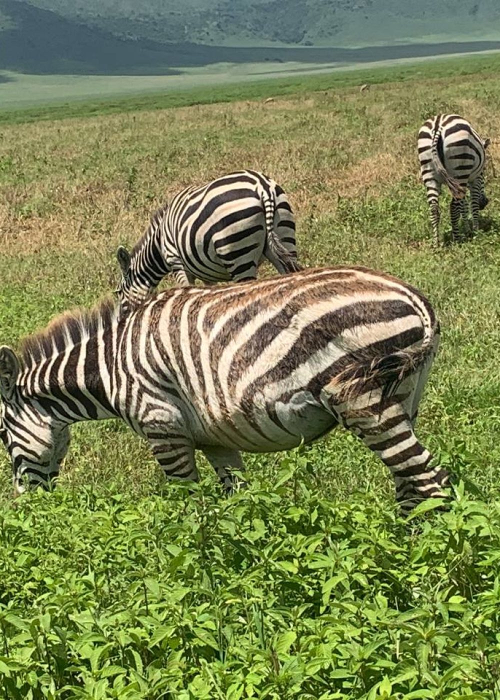 zebra capt swahili land expeditions