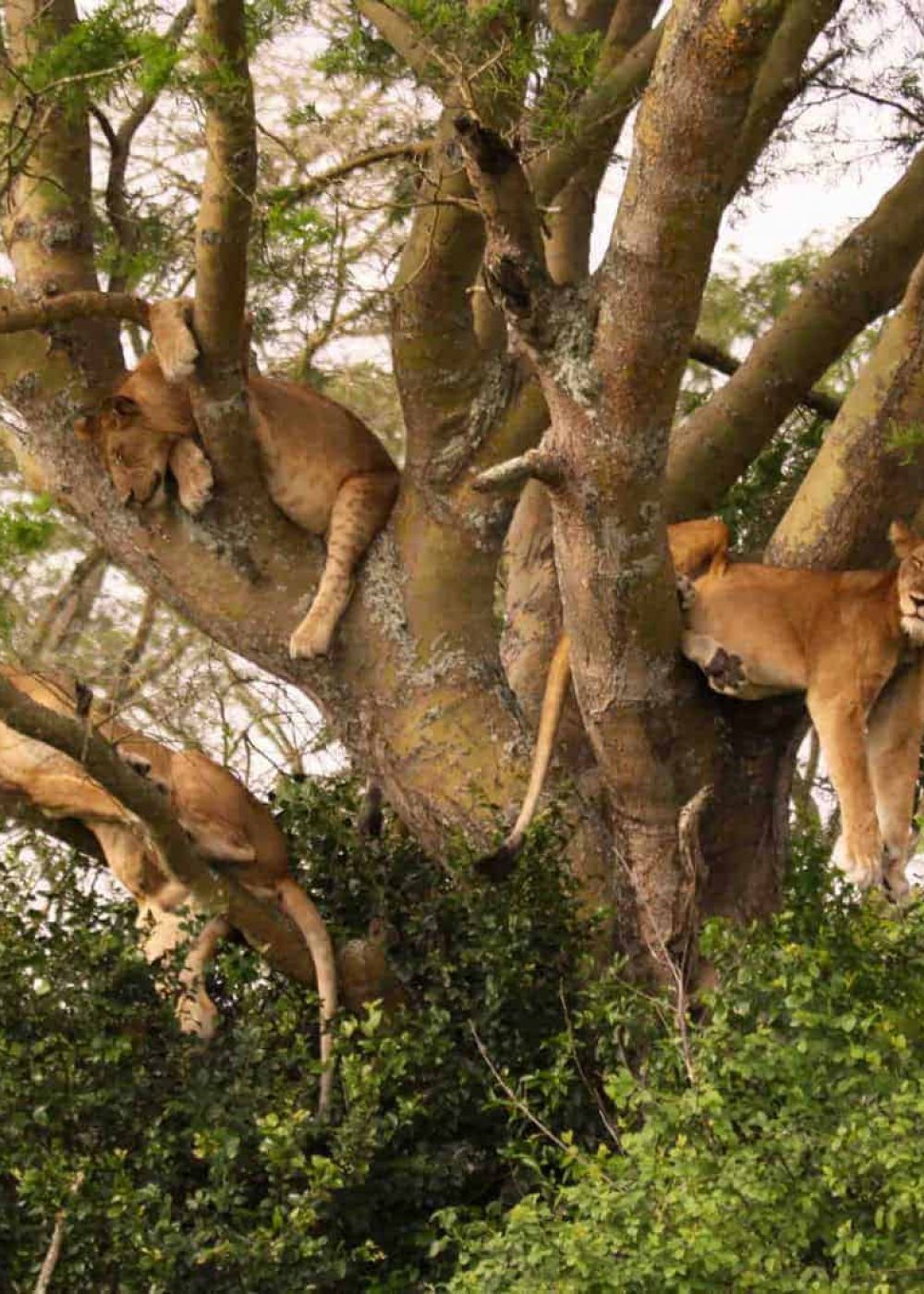 Lake-Manyara-Tree-Climbing-Lions