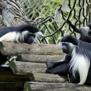 colobus-1443024_1280