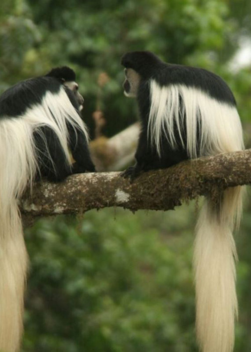 colubus at arusha