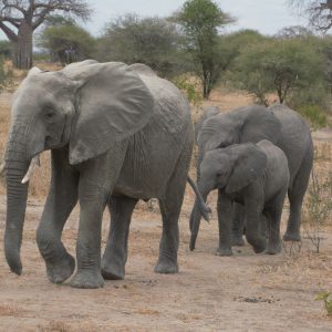 elephants