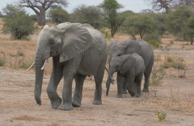 elephants