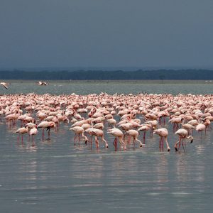 flamingo-3816811_1280