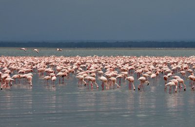 flamingo-3816811_1280