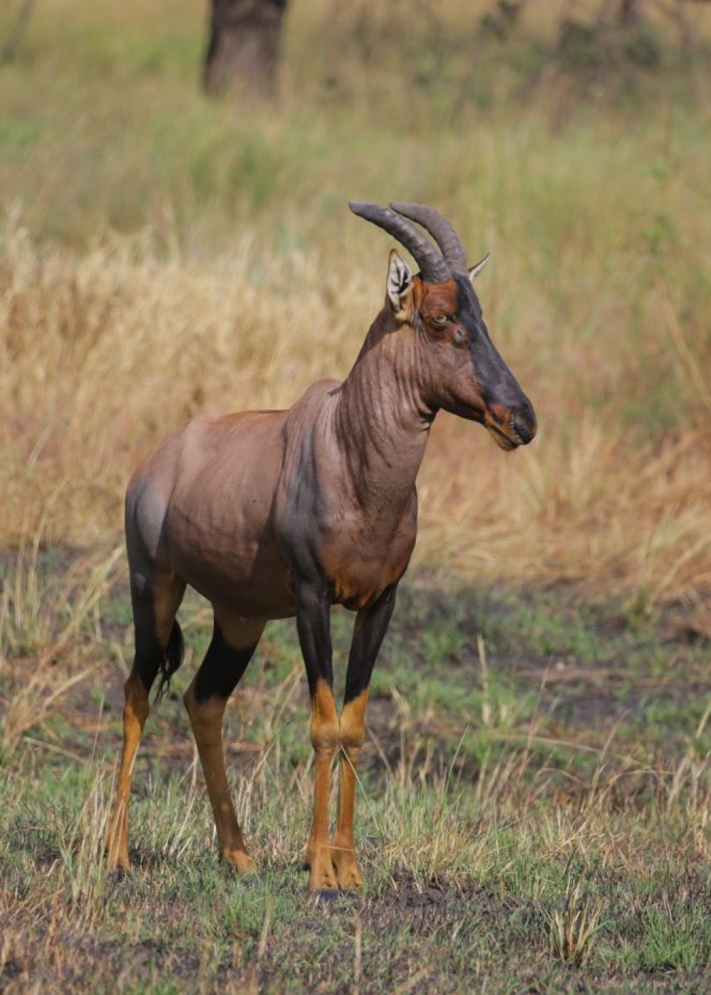 impala