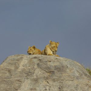 lions on stones