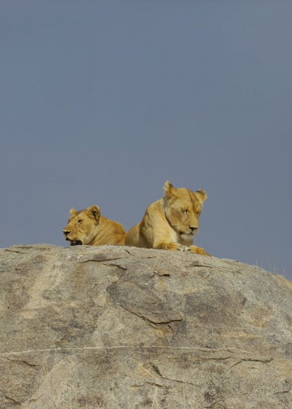 lions on stones