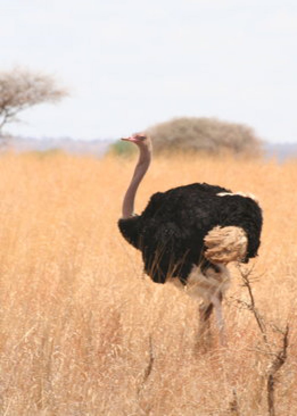 male-ostrich