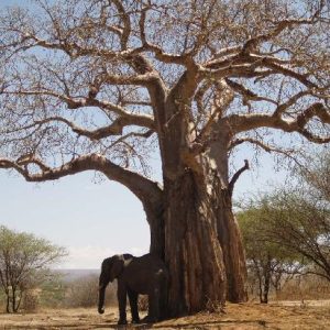 tarangire-safari-lodge