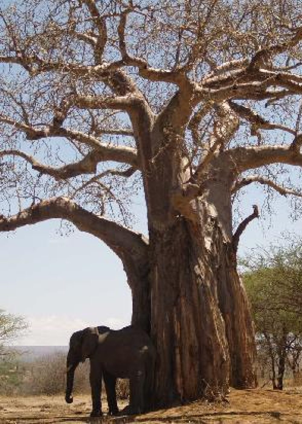 tarangire-safari-lodge