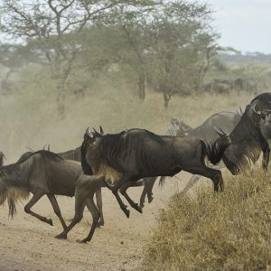 wildebeests-805391_1280