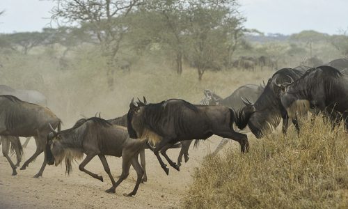 wildebeests-805391_1280