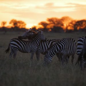 zebras